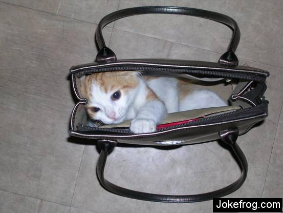 Gato na Bolsa